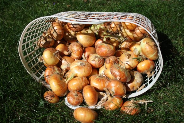 Ссылки мега кракен